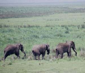 éléphants