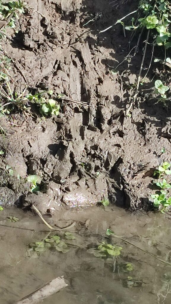 Traces de sortie d el'eau du castor sur la berge 